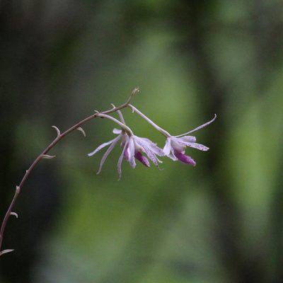 Dipodium stenocheilum, photographed by Kym Nicolson