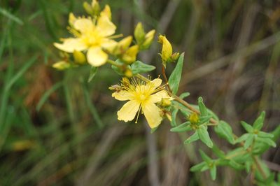 Hypericum elegans, photographed by Alexander Dubynin