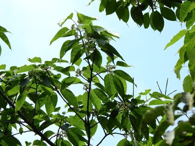 Ilex micrococca, photographed by Jacy Chen