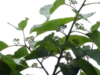 Ilex micrococca, photographed by Jacy Chen