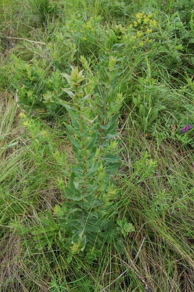 Hieracium robustum, photographed by Alexander Dubynin
