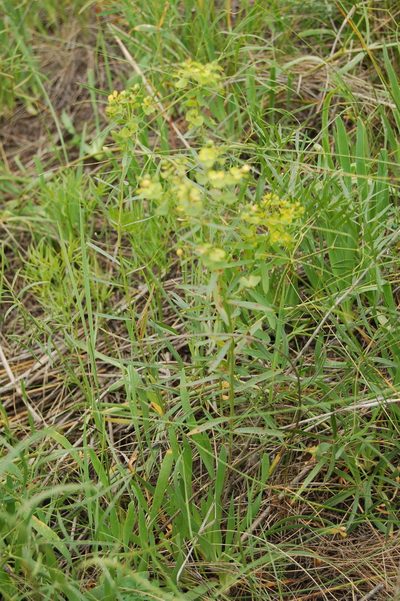 Euphorbia borealis, photographed by Alexander Dubynin