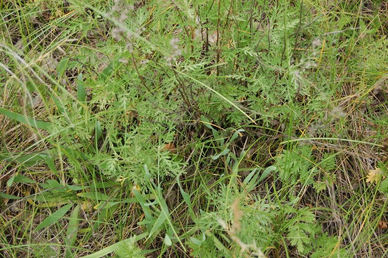 Artemisia tanacetifolia, photographed by Alexander Dubynin