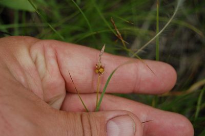 Carex korshinskyi, photographed by Alexander Dubynin
