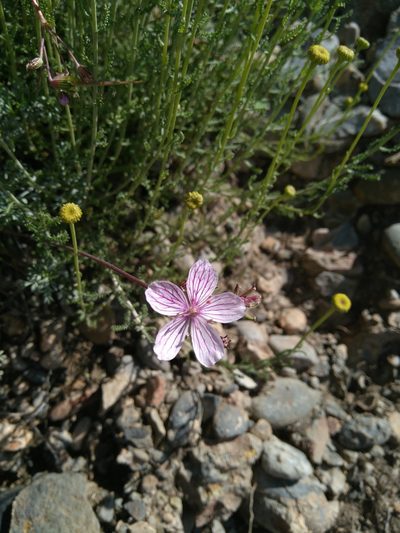 Erodium rupestre, photographed by Joan C. Hinojosa