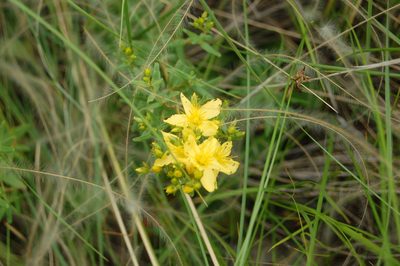 Hypericum elegans, photographed by Alexander Dubynin