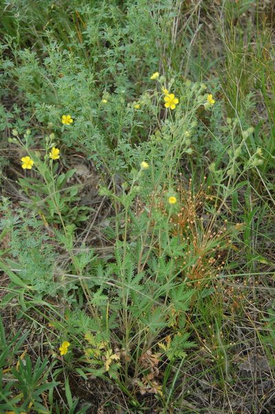 Potentilla approximata, photographed by Alexander Dubynin