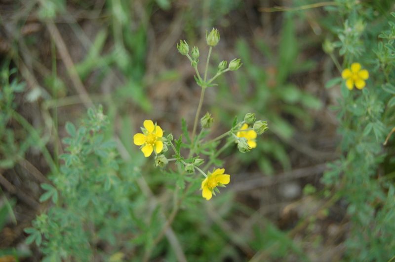 Potentilla approximata, photographed by Alexander Dubynin