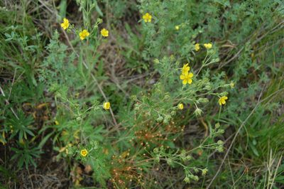 Potentilla approximata, photographed by Alexander Dubynin