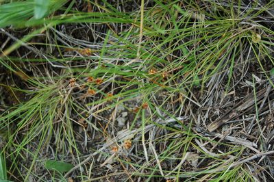 Carex korshinskyi, photographed by Alexander Dubynin
