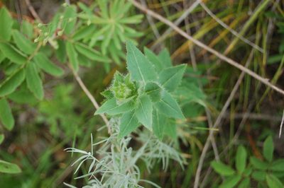 Hieracium virosum, photographed by Alexander Dubynin