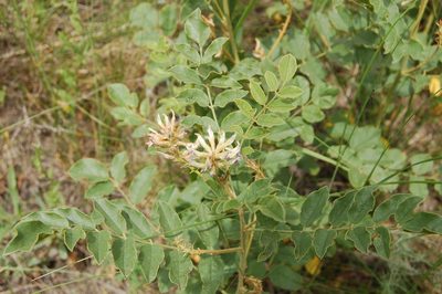 Glycyrrhiza uralensis, photographed by Alexander Dubynin
