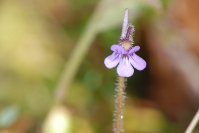 Pinguicula villosa, photographed by Matt Bowser
