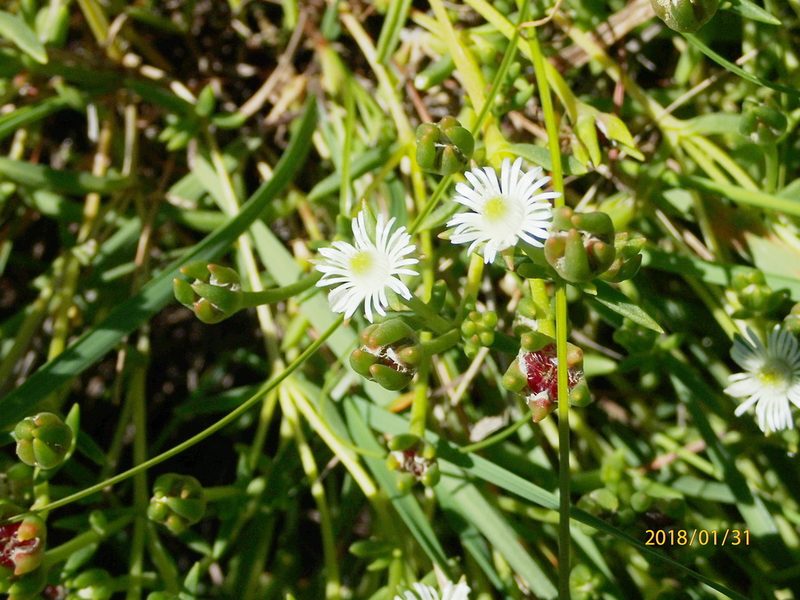 Delosperma hirtum, photographed by Peter Warren