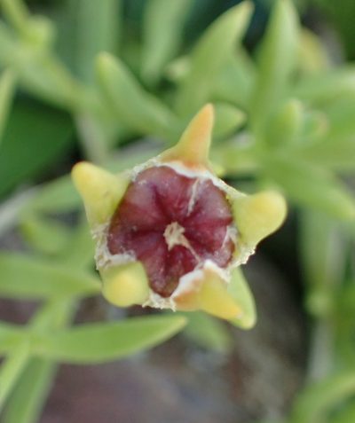 Delosperma hirtum, photographed by Peter Warren