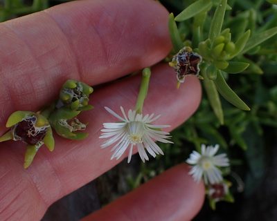Delosperma hirtum, photographed by Peter Warren