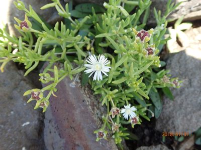 Delosperma hirtum, photographed by Peter Warren