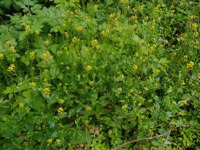 Barbarea stricta, photographed by Eugene Popov