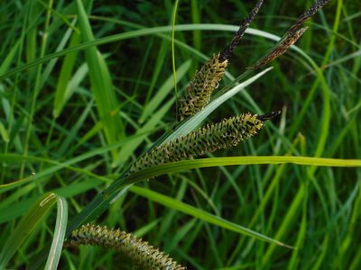 Carex acuta, photographed by Eugene Popov