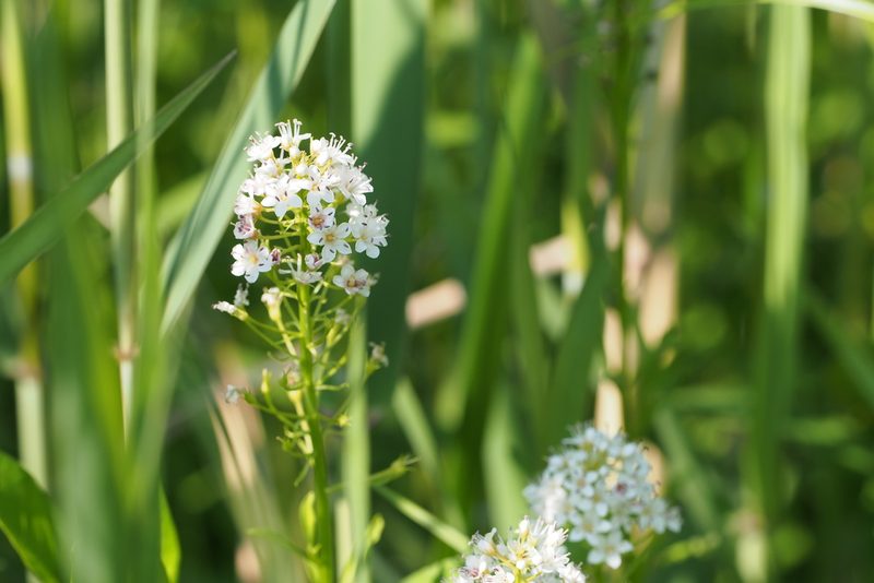 Lysimachia leucantha, photographed by harum.koh