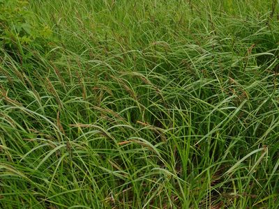 Carex acuta, photographed by Eugene Popov