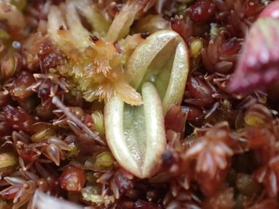 Pinguicula villosa, photographed by Matt Bowser
