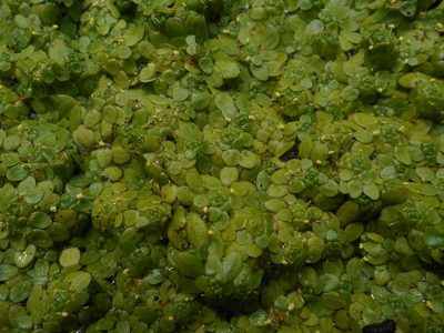 Callitriche cophocarpa, photographed by Eugene Popov