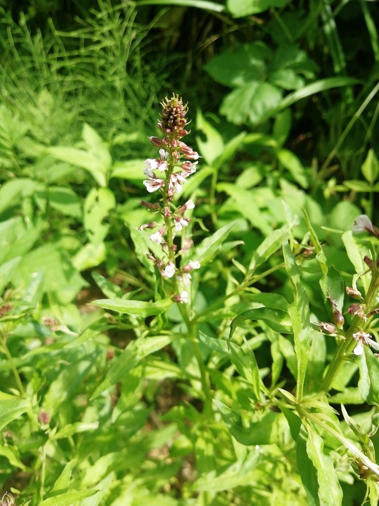 Lysimachia dubia, photographed by Екатерина Кропочева