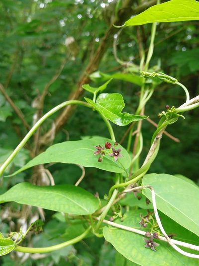 Vincetoxicum scandens, photographed by Екатерина Кропочева