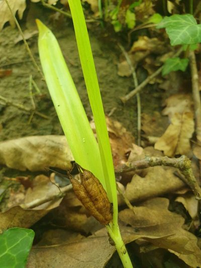 Colchicum umbrosum, photographed by Алена Ручка