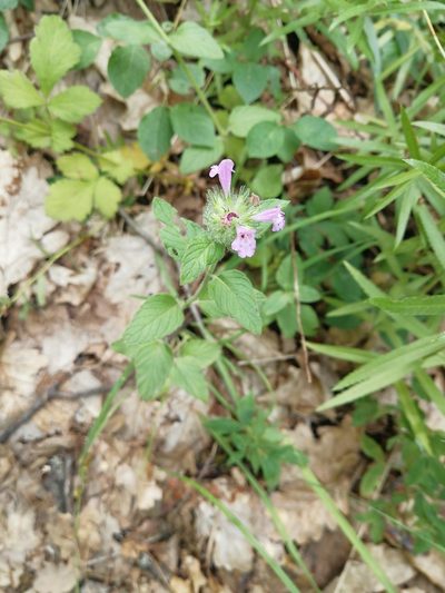 Clinopodium caucasicum, photographed by Екатерина Кропочева