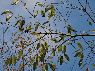 Ilex micrococca, photographed by Jacy Chen