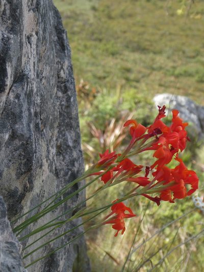 Gladiolus nerineoides, photographed by Martin Scheuch