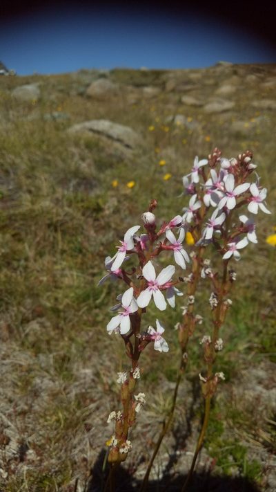 Stylidium montanum, photographed by Claudia Schipp
