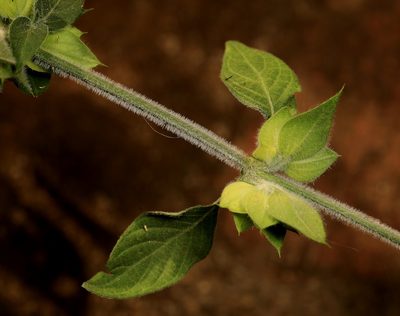 Dicliptera heterostegia, photographed by Wynand Uys