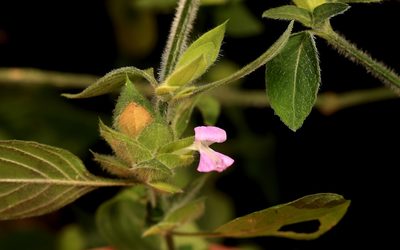 Dicliptera heterostegia, photographed by Wynand Uys
