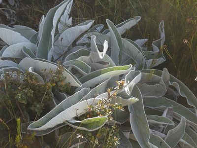 Hermas gigantea, photographed by Martin Scheuch