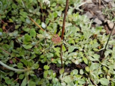 Eriogonum ursinum, photographed by Jonathan Curley