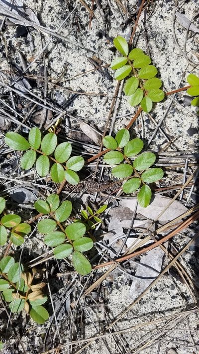 Tephrosia mysteriosa, photographed by Scott Ward