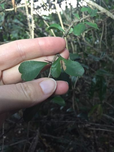Putterlickia verrucosa, photographed by Sunčana Bradley