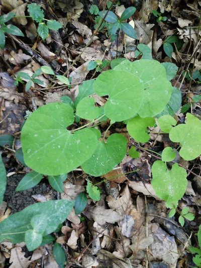 Aristolochia steupii, photographed by Екатерина Кропочева