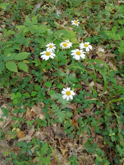 Tanacetum poteriifolium, photographed by Екатерина Кропочева