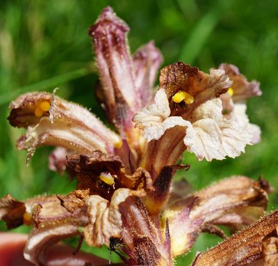 Orobanche lutea, photographed by Patrick Hacker