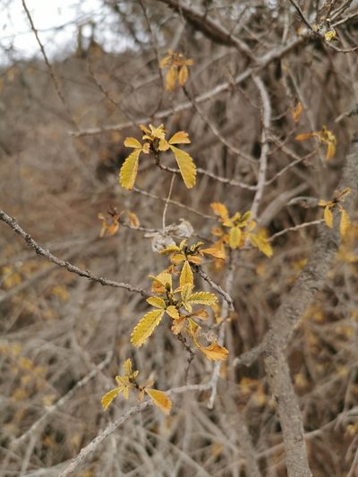 Llagunoa glandulosa, photographed by Aira Francisca Faúndez Fallau