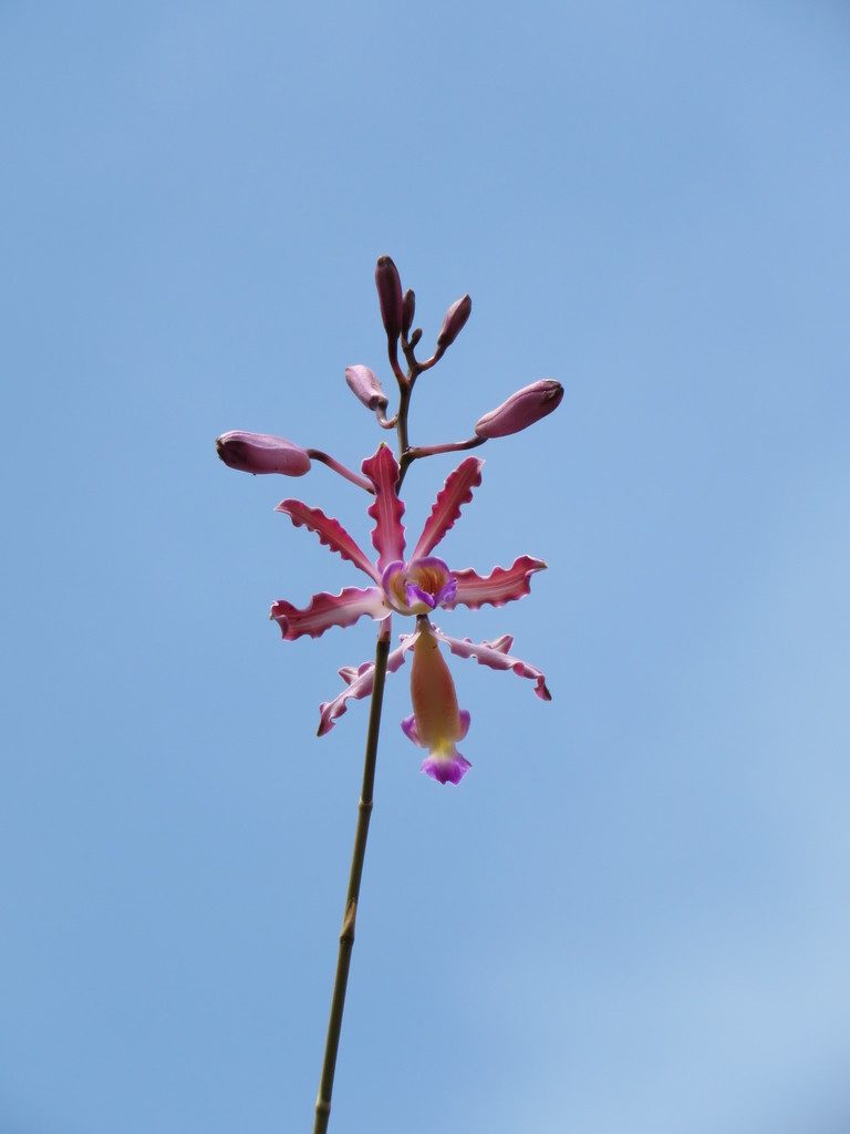 Myrmecophila tibicinis, photographed by jmmaes