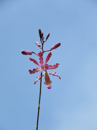 Myrmecophila tibicinis, photographed by jmmaes