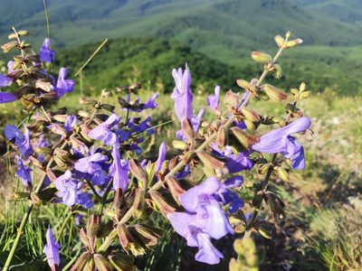 Salvia ringens, photographed by Наталья Пикалова