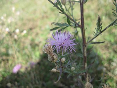 Centaurea pseudomaculosa, photographed by Фая Баландина