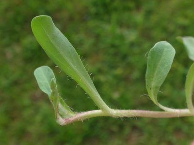 Pilosella lactucella, photographed by Christian Berg