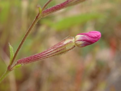 Silene scabriflora, photographed by Carminda Santos